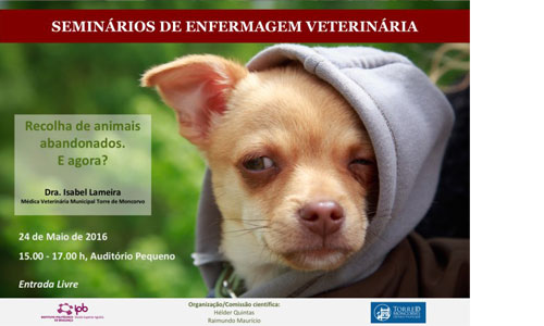 Recolha de animais abandonados. E agora?