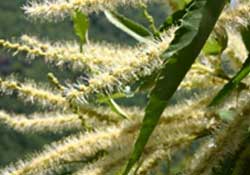 Product created from the chestnut flower is being used as a wine's natural additive