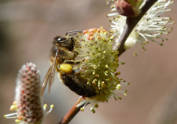 IPol-ERA: Development of roadmap for advancing the environmental risk assessment of chemical pesticides for insect pollinators