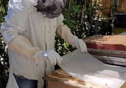 INSIGNIA-EU Preparatory Action for monitoring of environmental polution using honey bees