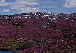 CIMO-IPB with two projects approved in the call “Natural Park of Montesinho – Call for SR&TD projects”